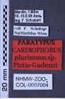 Etiketten zu Cardiophorus plurimus (Platia & Gudenzi, 2002) (NHMW-ZOO-COL-0007004)